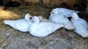 СЕКРЕТЫ КОРМЛЕНИЯ МУСКУСНЫХ УТОК ОТ А ДО Я! САМЫЙ ЛУЧШИЙ КОРМ ДЛЯ УТОК! РАСТУТ КАК НА ДРОЖЖАХ.