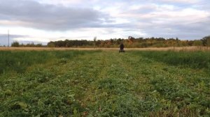 Третий покос на мотоблоке НЕВА с адаптером