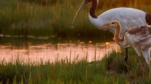 Журавли . Сергей Чекалин.