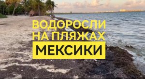 Водоросли заполнили пляжи Мексики?