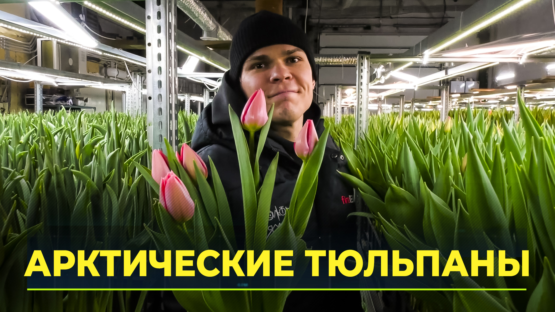 В надымских теплицах растят 55 тысяч тюльпанов