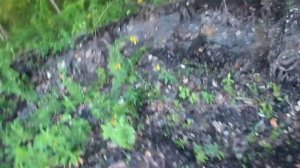 Забытая Россия. Заброшенная котельная в деревне Вычерема Любытинского района.