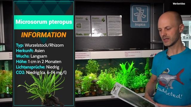 Der Javafarn - Microsorum pteropus | ADVENTdicted! Adventskalender | Türchen 7 смотреть онлайн