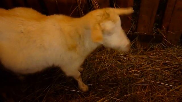 Козлята под козой итоги летнего роста! смотреть онлайн