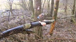 Сойка пересмешница, интересные факты