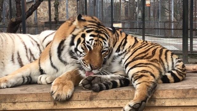Грустная история на фоне прекрасной пары! Tigers in Crimea смотреть онлайн