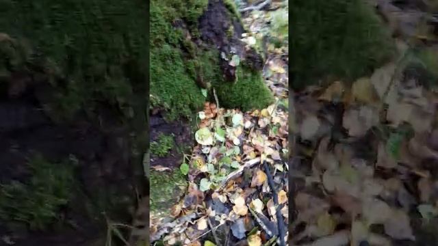 Чешуйчатка обыкновенная смотреть онлайн