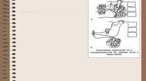 8:00 Воспалительные заболевания  слюнных желез Хронические сиаладениты