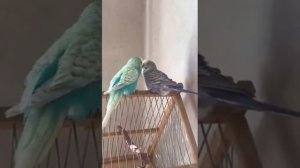 Ухаживание самца за самкой. Волнистые попугаи.