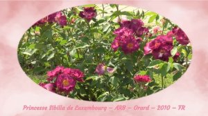 Rose Princesse Sibilla de Luxembourg
