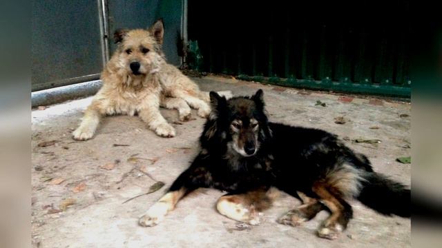 Великолепный сад. Сезон 5. смотреть онлайн