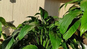 Женское Счастье (Спатифиллум) Проблема с Листьями