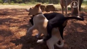 Планета собак. Критская гончая