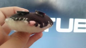 Моё 51 видео. Склейка