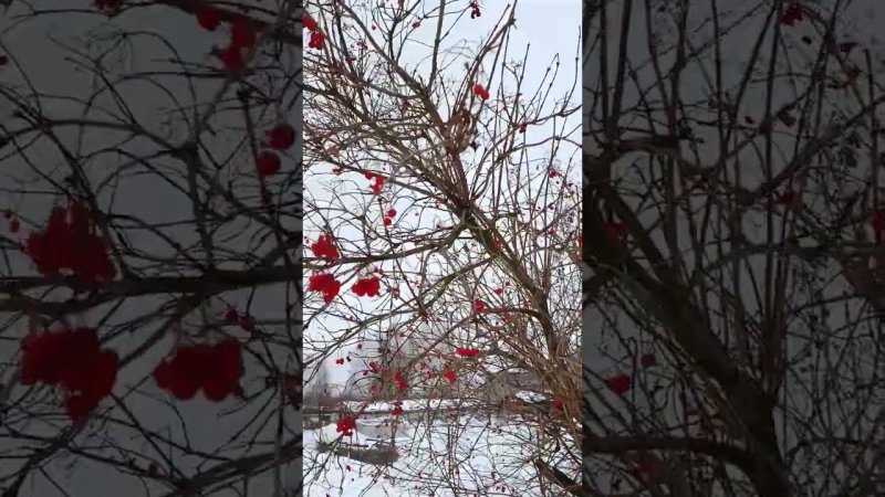 Калина красная зимой. Сад. Дачные будни.