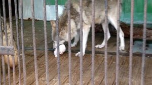 Wolves feed in Spb Zoo/Волки кормятся в Лен. зоопарке