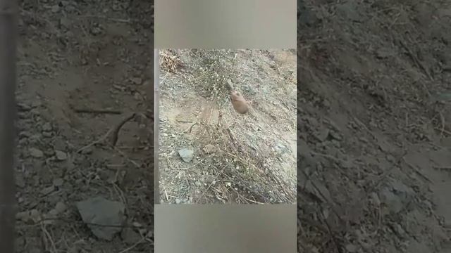 Каменная Куропатка (Кеклик) в Таджикистане 2020 Кабкро зинда капидем 2020 Keklik Partridges смотреть онлайн