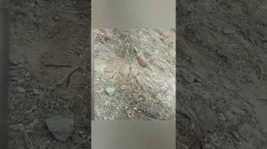 Каменная Куропатка (Кеклик) в Таджикистане 2020 Кабкро зинда капидем 2020 Keklik Partridges