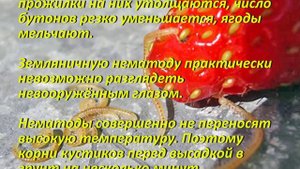Вредители клубники и борьба с ними Народные и химические способы методы борьбы Как защитить клубник