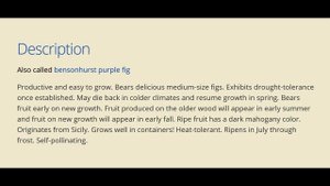 Инжир 5 зоны морозостойкости