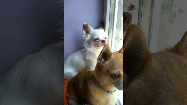 Мои красивые чихуахуа Симферополь