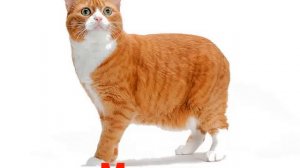 Раннее развитие   Карточки Домана   Животные кошки   породы   Вундеркинд