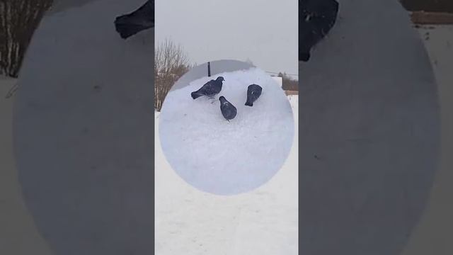 Братья наши меньшие Про животных.mp4
