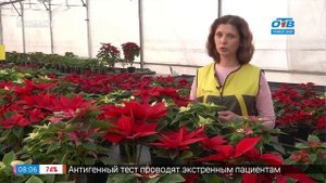 Руки садовода – как ухаживать за пуансеттией