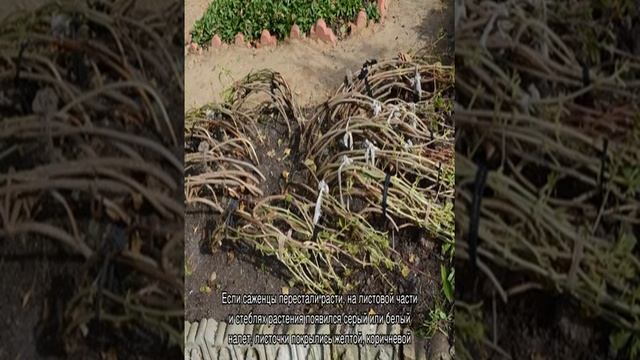 Плохо растет гортензия — что делать для ускорения роста смотреть онлайн