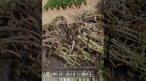 Плохо растет гортензия — что делать для ускорения роста