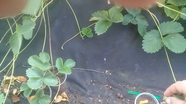 Корневин  для укоренения розеток клубники