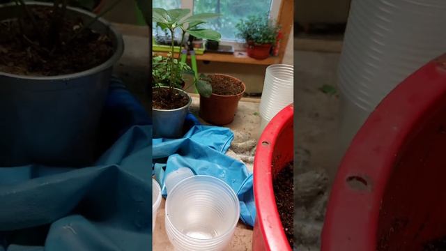 Самое лучшее время для зелёного черенкования.Крупнолистная гортензия.Два способа черенкования смотреть онлайн