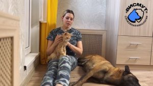 Как подружить кота и пса, кот и собака в одном доме, квартире, приучение