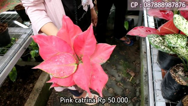 BUNGA AGLONEMA !!! TEMPATNYA AGLAONEMA MURAH DAN LOKAL,DISKON MENGGODA,FREE ONGKIR... смотреть онлайн