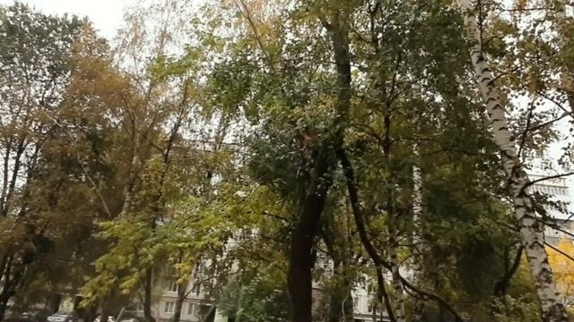 Обрезать всех! Особенно вязы городские под обрезку. Кронировать, нельзя помиловать:)))