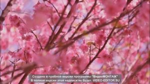 Гавайская Гитара