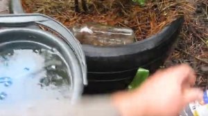 Уход за черникой с красным листом весной