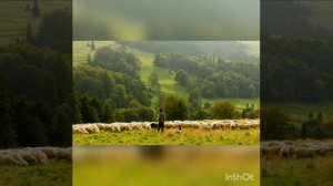 Я маленькая Овечка