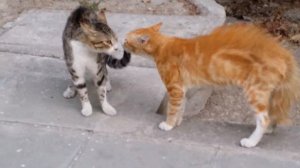 Коты бодаются