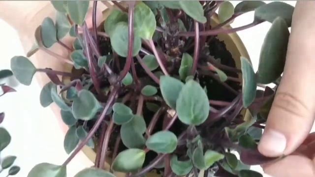 Робочий процес, обрізка та пересадка трейлерної сенполії Running Wild, African violet смотреть онлайн