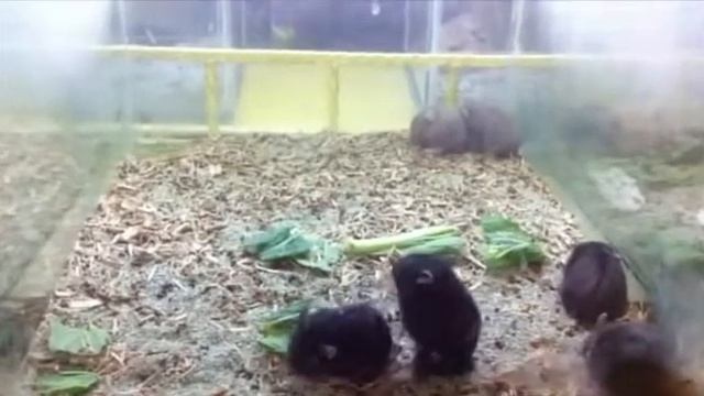 Хомяк и брейк данс.:) смотреть онлайн