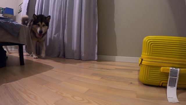 ПРЯТКИ С СОБАКОЙ в Большом Доме / играем с хаски смотреть онлайн