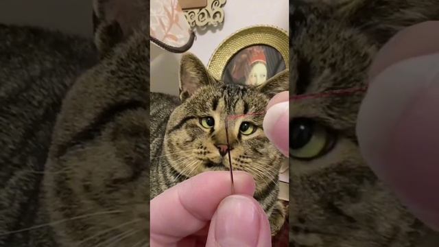 ДомашниеПитомцы
