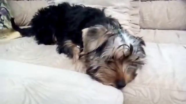 Мой питомец/ История моей собаки....... смотреть онлайн