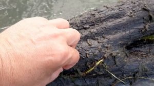 Как добыть ручейник (шитик)