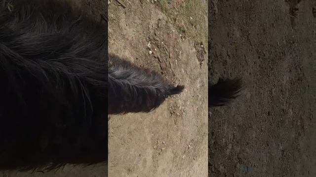 Mondial rosa смотреть онлайн