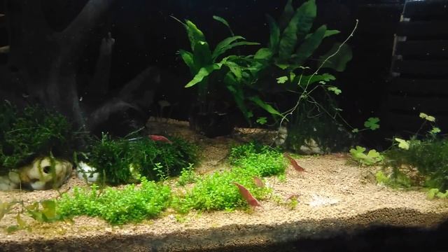 Сортировка креветок (красных от черных,синих) смотреть онлайн