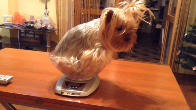 Беременность йорка по неделям: от вязки до первых щенков