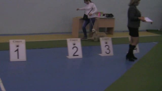 Американский кокер спаниель смотреть онлайн