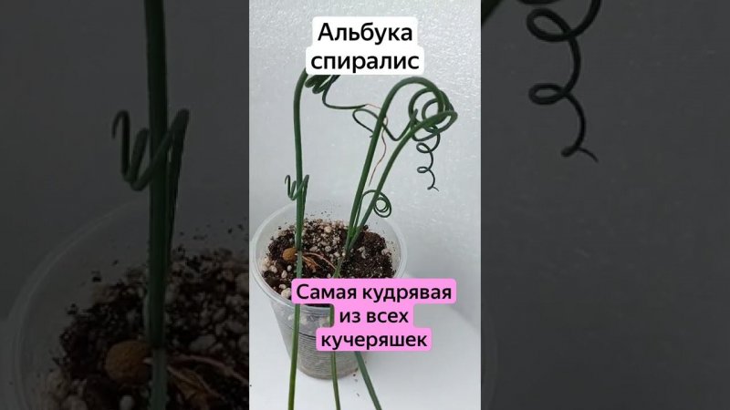 Альбука спиралис - кудри завитые